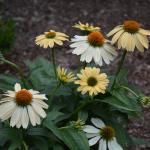 yellow flowered Echinacea