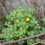 Yellow woodsorrel