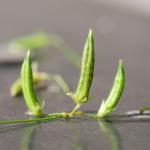 Yellow woodsorrel seeds