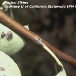 scab lesions on pear leaves and petioles.