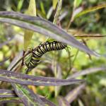 Monarch caterpillar 1 (B. McMahon)