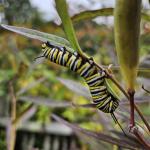 Monarch caterpillar 2 (B. McMahon)