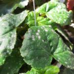 Begonia affected by powdery mildew (J. Mussoni)