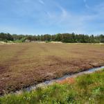 Bog treated with Zeus