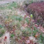 Japanese knotweed on dike road shoulder (late April)