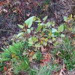 Close-up of Japanese knotweed (late April)