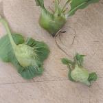 Galls formed by the Asian chestnut gall wasp (Dryocosmus kuriphilus) photographed by Jeff Rosenblum on 9/27/24 in Florence, MA.