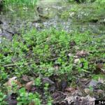 Creeping Jenny (Lysimachia nummularia) invading a wetland habitat. Photo via bugwood.org