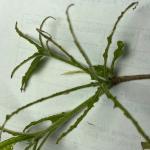 Azalea sawfly damage (G. Njue)