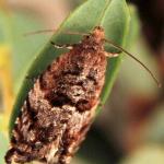 Blackheaded Fireworm Moth