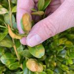 Boxwood leaf miner (R. Kujawski)