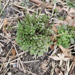 Cardamine hirsuta (R. Norton)