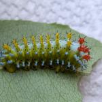 Cecropia moth caterpillar reared indoors on black cherry leaves. Photo: Tawny Simisky, UMass Extension.