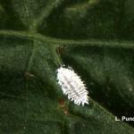 Citrus mealybug (photo by Leanne Pundt)