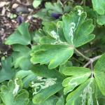 Columbine leafminer (R. Kujawski)