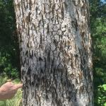 gypsy moth larvae on tree trunk