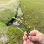 Dodder