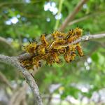 A cluster of Drexel’s datana caterpillars (Datana drexelii). This species can be distinguished from others in the genus Datana by the “orange rump patch” circled here on two individuals. Caterpillars seen on 8/21/18 in Chesterfield, MA. (Photo: T. Simisky