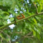 A single Drexel’s datana caterpillar (Datana drexelii). While the caterpillar’s lovely yoga-like pose may look like sawfly behavior, note the fewer than 6 pairs of prolegs. This species develops into a moth as an adult. Caterpillars seen on 8/21/18 in Chesterfield, MA. (Photo: T. Simisky)