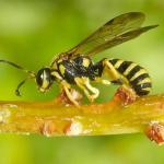 Ichneumonid wasp associated with redheaded pine sawfly larvae in the Montague Sandplains, MA on 8/3/2024. Photo courtesy of: Dr. Paul Sievert, Emeritus, UMass Amherst.