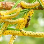 Redheaded pine sawfly larvae observed in the Montague Sandplains, MA on 8/3/2024. Photo courtesy of: Dr. Paul Sievert, Emeritus, UMass Amherst.