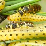 Ichneumonid wasps associated with redheaded pine sawfly larvae in the Montague Sandplains, MA on 8/3/2024. Photo courtesy of: Dr. Paul Sievert, Emeritus, UMass Amherst.