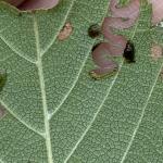 Elm zigzag sawfly feeding on an elm leaf viewed in Berkshire County, MA on 8/16/2023. Photo courtesy of: Nicole Keleher, MA DCR Forest Health Program.