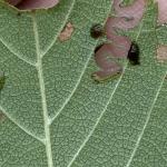 Elm zigzag sawfly larva on elm. Photo: Nicole Keleher, MA Department of Conservation and Recreation, Forest Health Program. 