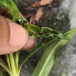 Spag larva inside loosestrife leaf