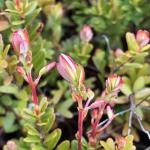 Cranberry vines in pre-bloom