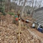 Hydrangea macrophylla buds (R. Norton)