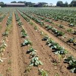 cabbage root maggot damage in Hampshire Co. MA photo: K. Campbell-Nelson