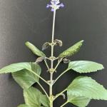 Broad Mites on Salvia and Thunbergia 2 (A. Madeiras)