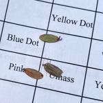 Yellow-headed fireworm moth, netted late April