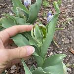 Symptoms of winter injury on tulip (Tulipa). Photo by A. Madeiras