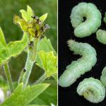 Leaf and bud feeding injury on Delphinium caused by caterpillars of the bilobed looper (Megalographa biloba). Photo by N. Brazee