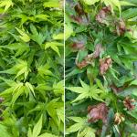 A Japanese maple (Acer palmatum 'Mikawa Yatsubusa') before (left) and after (right) the frost on 5/18/23. Frost injury symptoms appear as scattered, brown spots and blotches with some leaves killed outright. Photo by N. Brazee. 