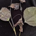  Symptoms of Venturia leaf and shoot blight, caused by Venturia moreletii, on trembling aspen (Populus tremuloides). Photo by N. Brazee