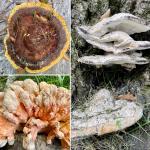 Wood-rotting fungal pathogens found on the UMass campus (08/08/23): Phaeolus schweinitzii (upper left), Laetiporus cincinnatus (lower left), and Niveoporofomes spraguei (right). Photo by N. Brazee