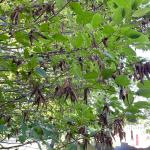 Scattered twig dieback in the canopy of a Korean mountain-ash (Sorbus alnifolia) due to infection by Diplodia. Photo by N. Brazee