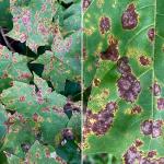 Sugar maple (Acer saccharum) foliage with symptoms of foliar anthracnose. Photo by N. Brazee