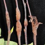 Gall-like stem cankers on serviceberry (Amelanchier canadensis) caused by Gymnosporangium clavipes. Photo by N. Brazee 