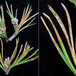 Symptoms and signs of Septorioides needle blight on lodgepole pine (Pinus contorta var. latifolia). Photo by N. Brazee