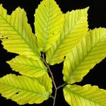 Iron (Fe) or Manganese (Mn) deficiency on American beech (Fagus grandifolia) (Photo by N. Brazee)