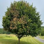 Symptoms of Verticillium wilt in the canopy of a sugar maple (Acer saccharum). Photo by LCT