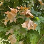 Diffuse leaf browning due to water starvation caused by Verticillium wilt on sugar maple (Acer saccharum). Photo by LCT