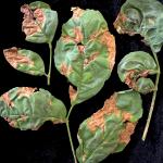 Symptoms of ash anthracnose, caused by Plagiostoma fraxini, on Japanese ash (Fraxinus longicuspis). Photo by N. Brazee