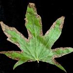 Symptoms of Tubakia leaf blotch on sweetgum (Liquidambar styraciflua). Photo by N. Brazee