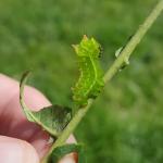 Luna moth caterpillar being reared on black walnut indoors. Photo: Tawny Simisky, UMass Extension.