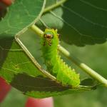 Luna moth caterpillar being reared on black walnut indoors. Photo: Tawny Simisky, UMass Extension.